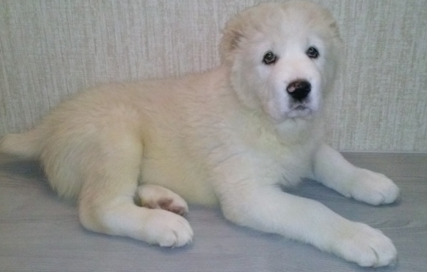 Белый пушистый щенок алабая