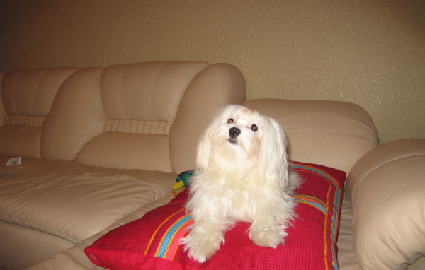 Белая болонка на диване