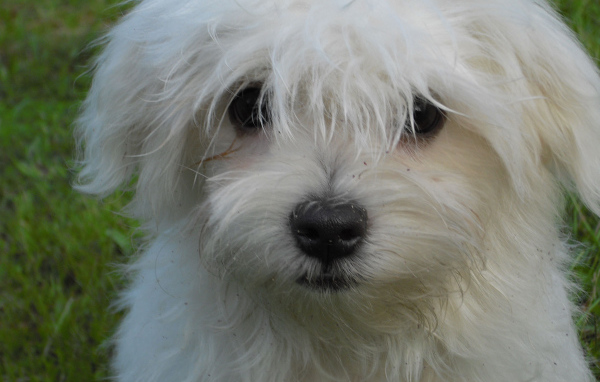 Белая болонка на газоне