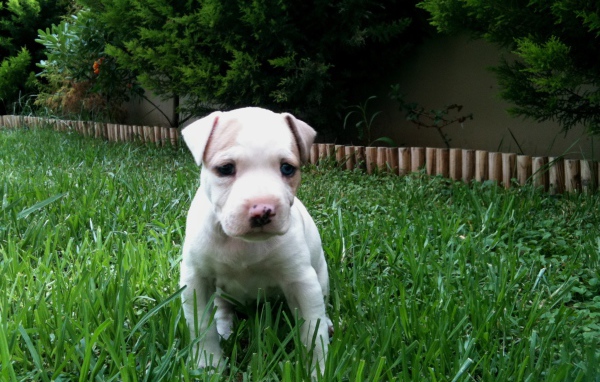 Белый щенок питбуля