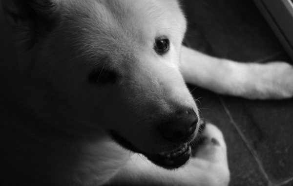 Белый щенок американской акиты