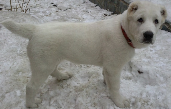 Белый щенок алабая