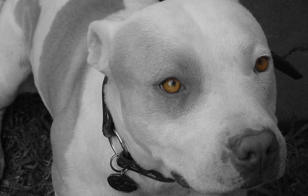 Желтые глаза питбуля