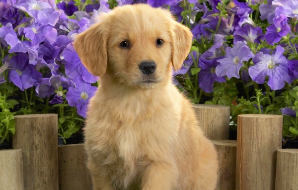 Щенок желтого лабрадора 