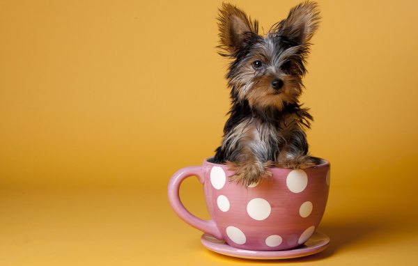 Йоркширский терьер в чашке