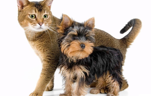 Йоркширский терьер рядом с котом