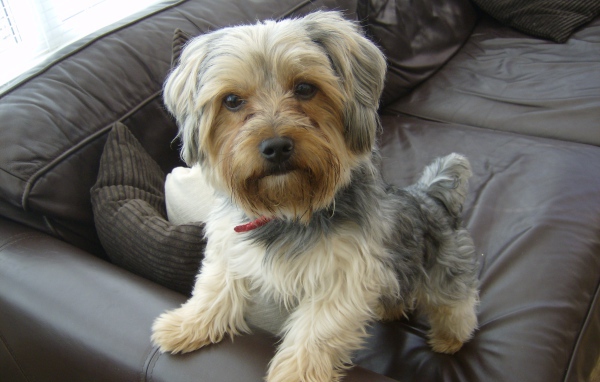 Йоркширский терьер на диване