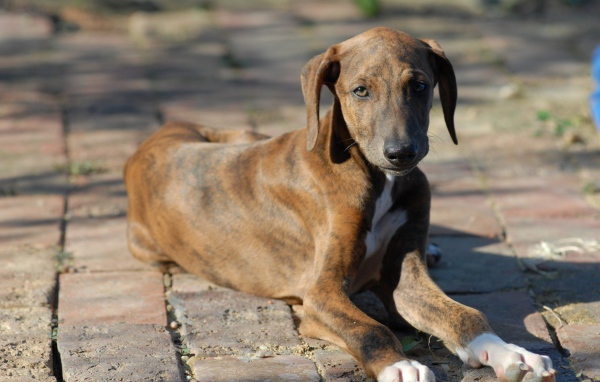 Молодой пес азавак