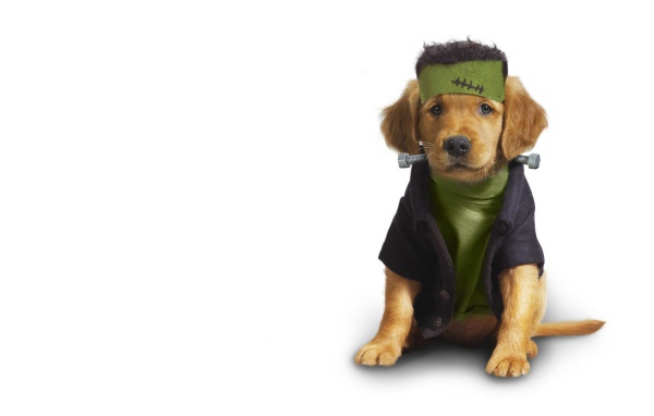 Собака в одежде