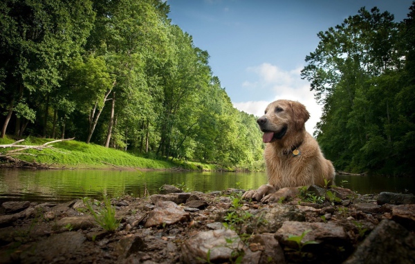 Собака лежит у реки