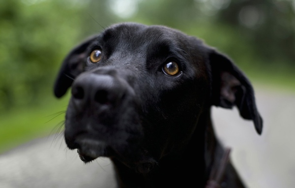 Грустная черная собака