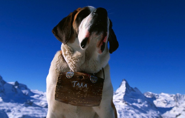 Собака горный спасатель