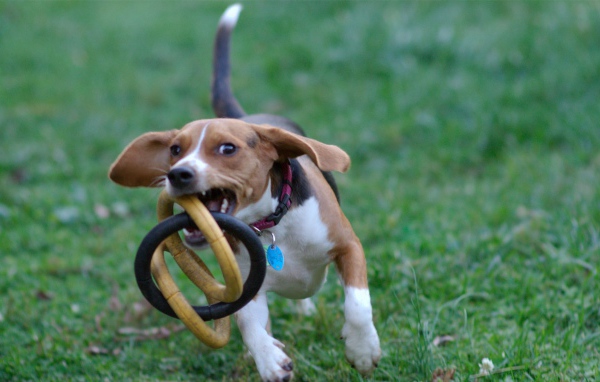 Собака бежит с игрушкой