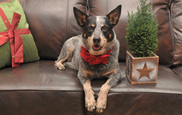 Праздничная собака с бантом