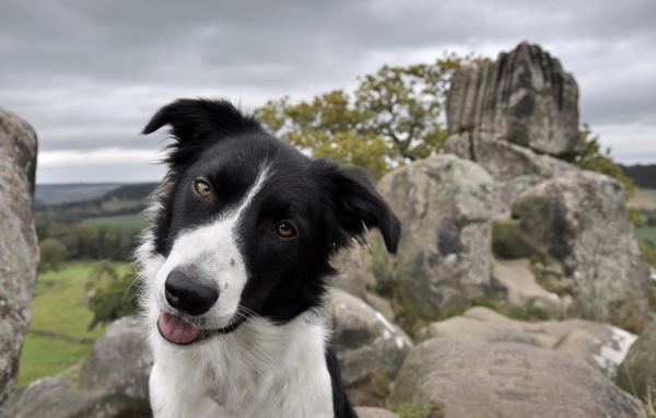 Дружелюбный взгляд