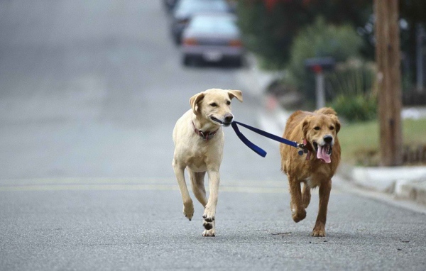 Лабрадор бежит по дороге
