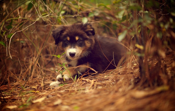 Щенок австралийского шефердса