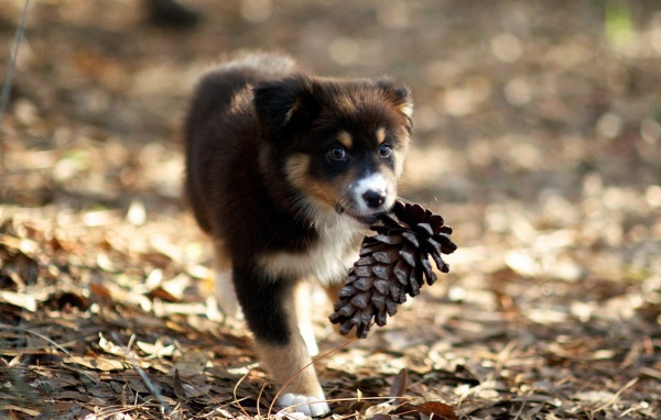 Щенок несет шишку