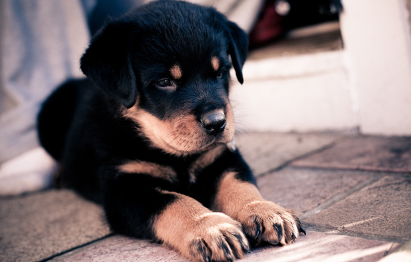 Щенок овчарки