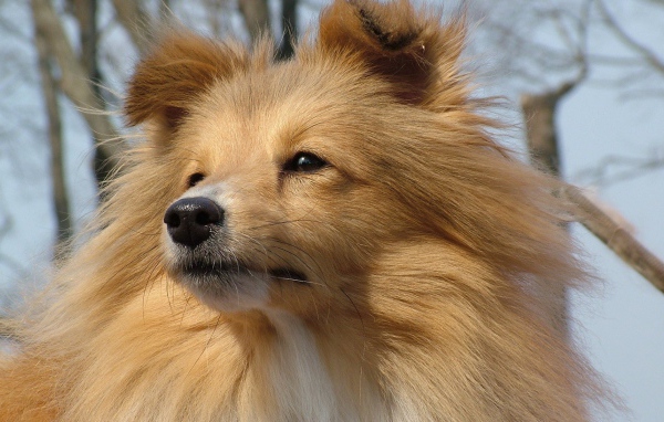 Рыжая лохматая собака