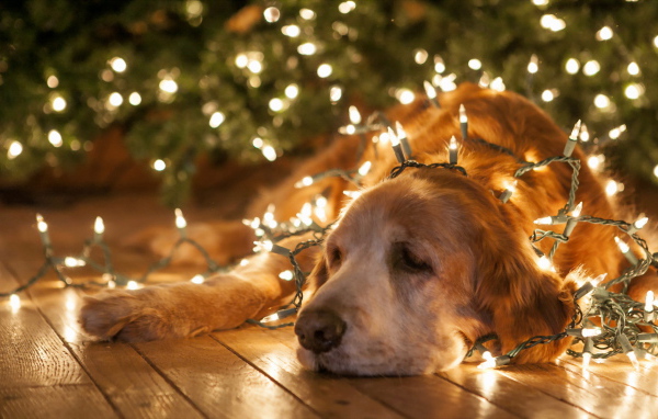 Собака в елочных гирляндах