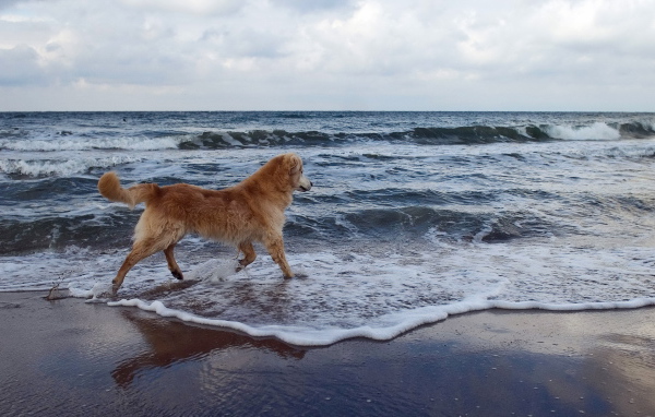 Собака на море