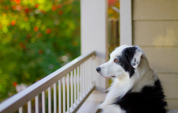 Собака на балконе