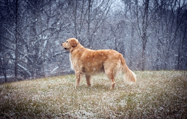 Собака на поле