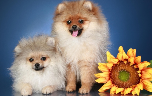 Две пушистые собаки