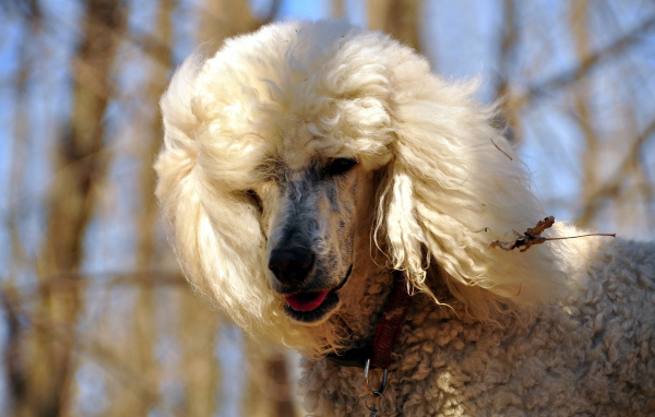 Белый красивый пудель