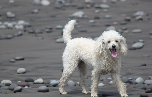 Пудель гуляет по пляжу