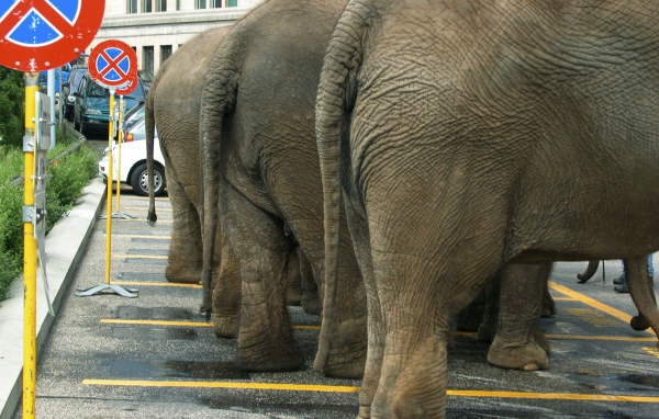 Слоны на парковке