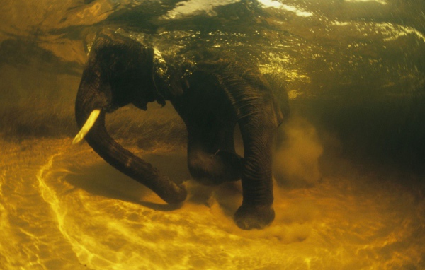 Африканский слон под водой