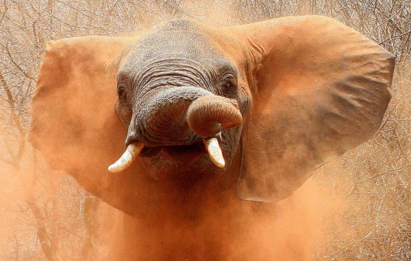 Слон в песке