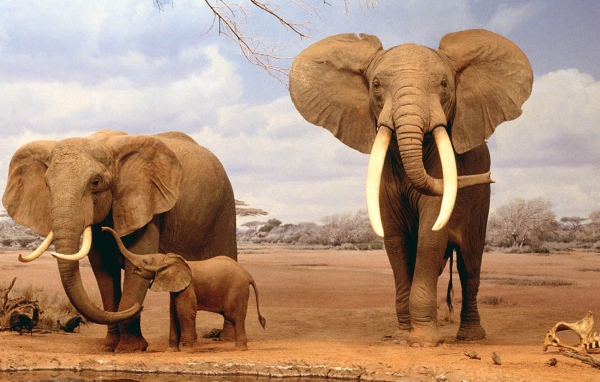 Семья африканских слонов