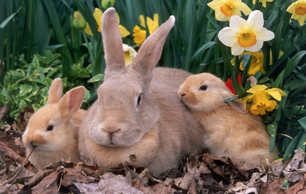 Крольчиха с крольчатами