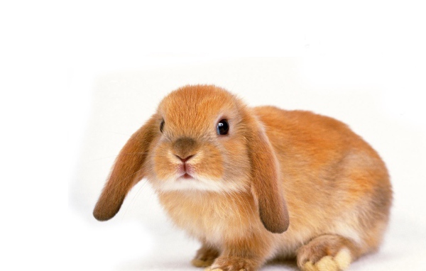 Вислоухий рыжий кролик