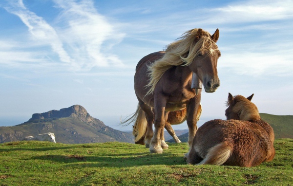 Лошади на холме