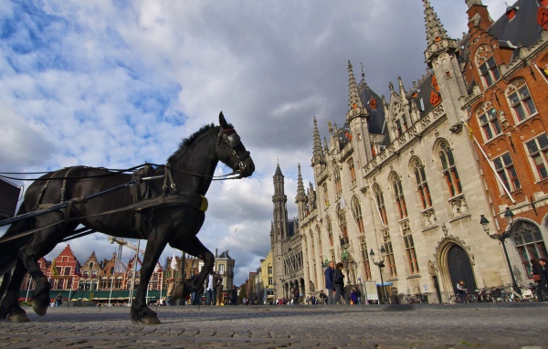 Лошадь в городе