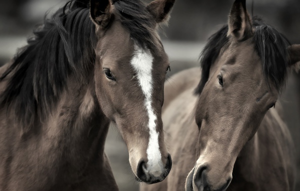 Два роскошных коня