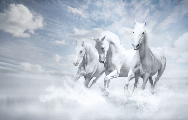 Белые лошади