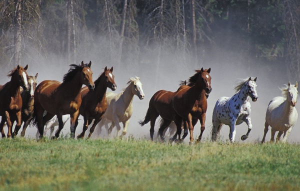Табун лошадей