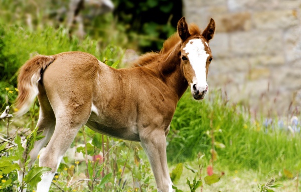 Жеребенок с белым лбом