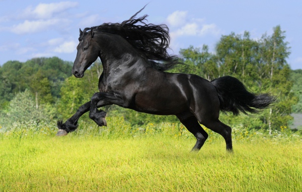 Черный конь скачет по полю