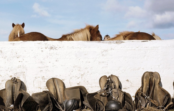Лошади и седла