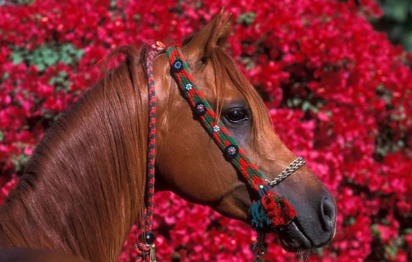 Голова лошади