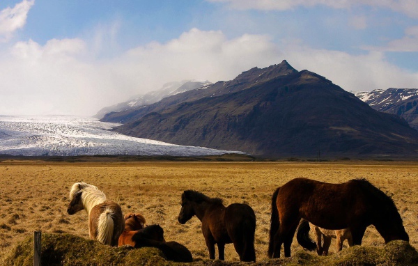 Лошади в горах