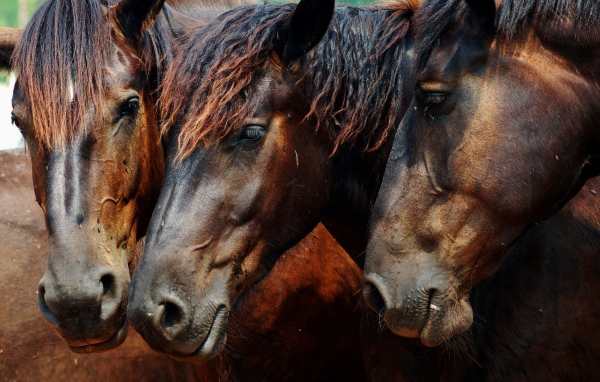 Головы трех лошадей