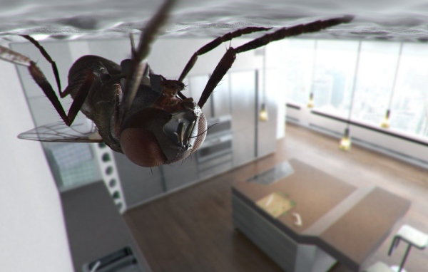 Муха сидит на потолке