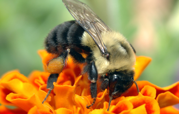 Пчела на оранжевом цветке